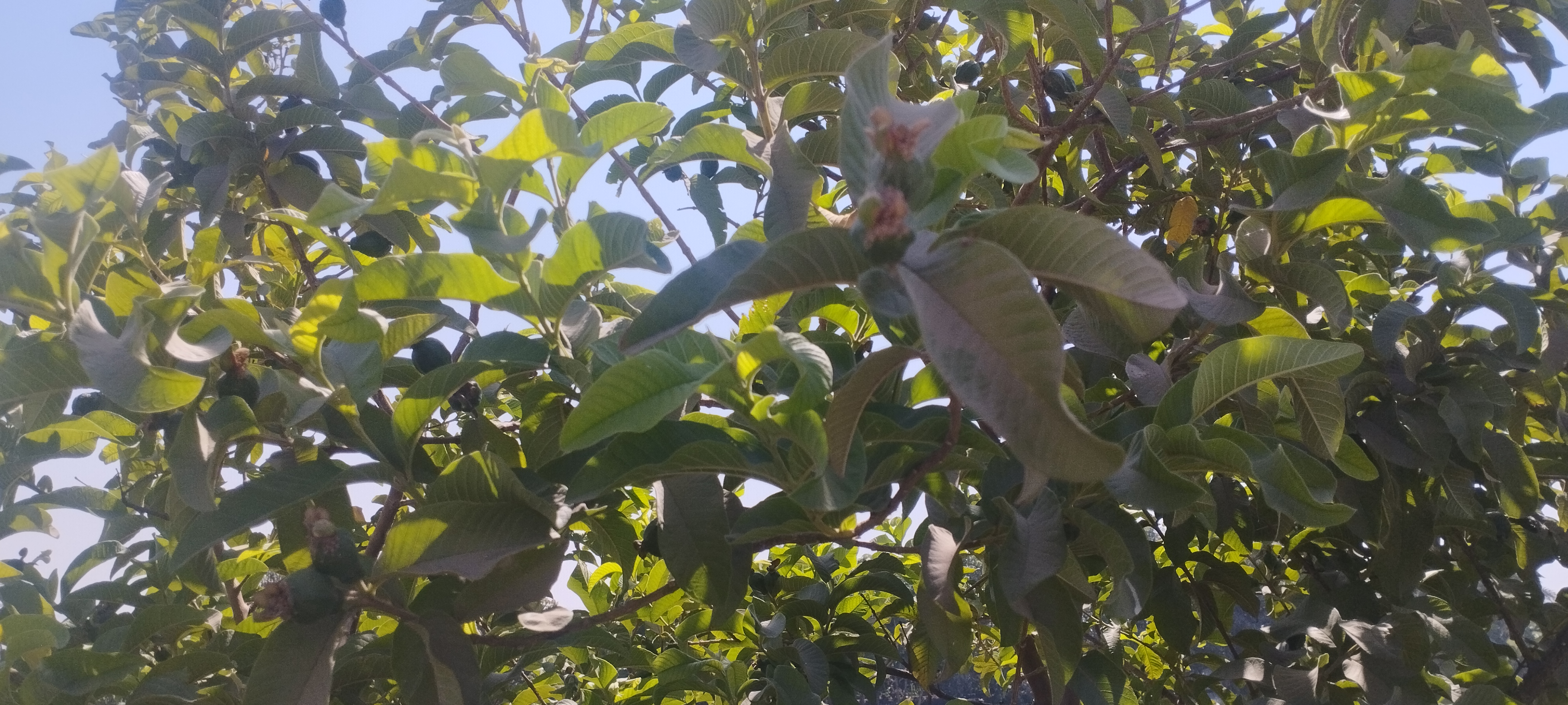 أشجار الجوافة تزين مزارع المنيا (4)