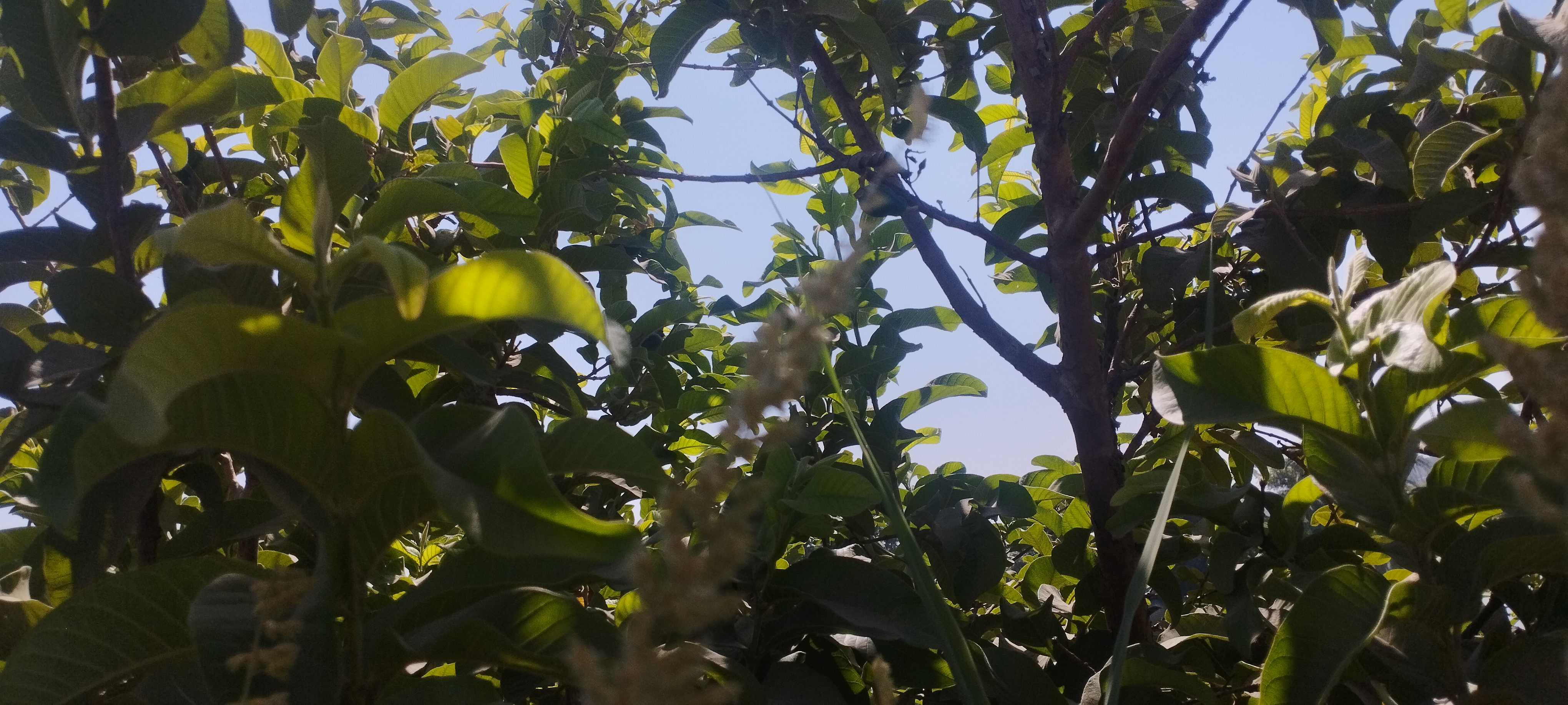 أشجار الجوافة تزين مزارع المنيا (5)