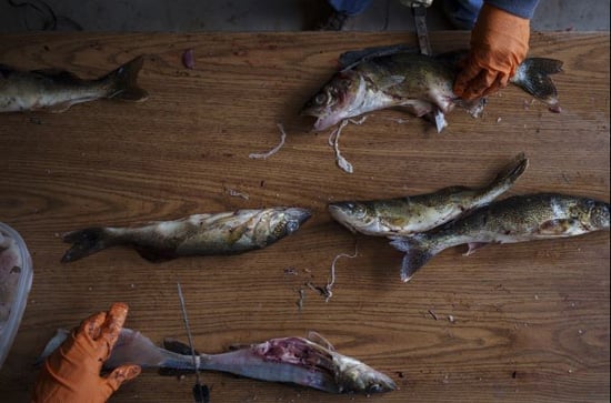صيد الأسماك فى بحيرات وجيبوي بأمريكا الشمالية