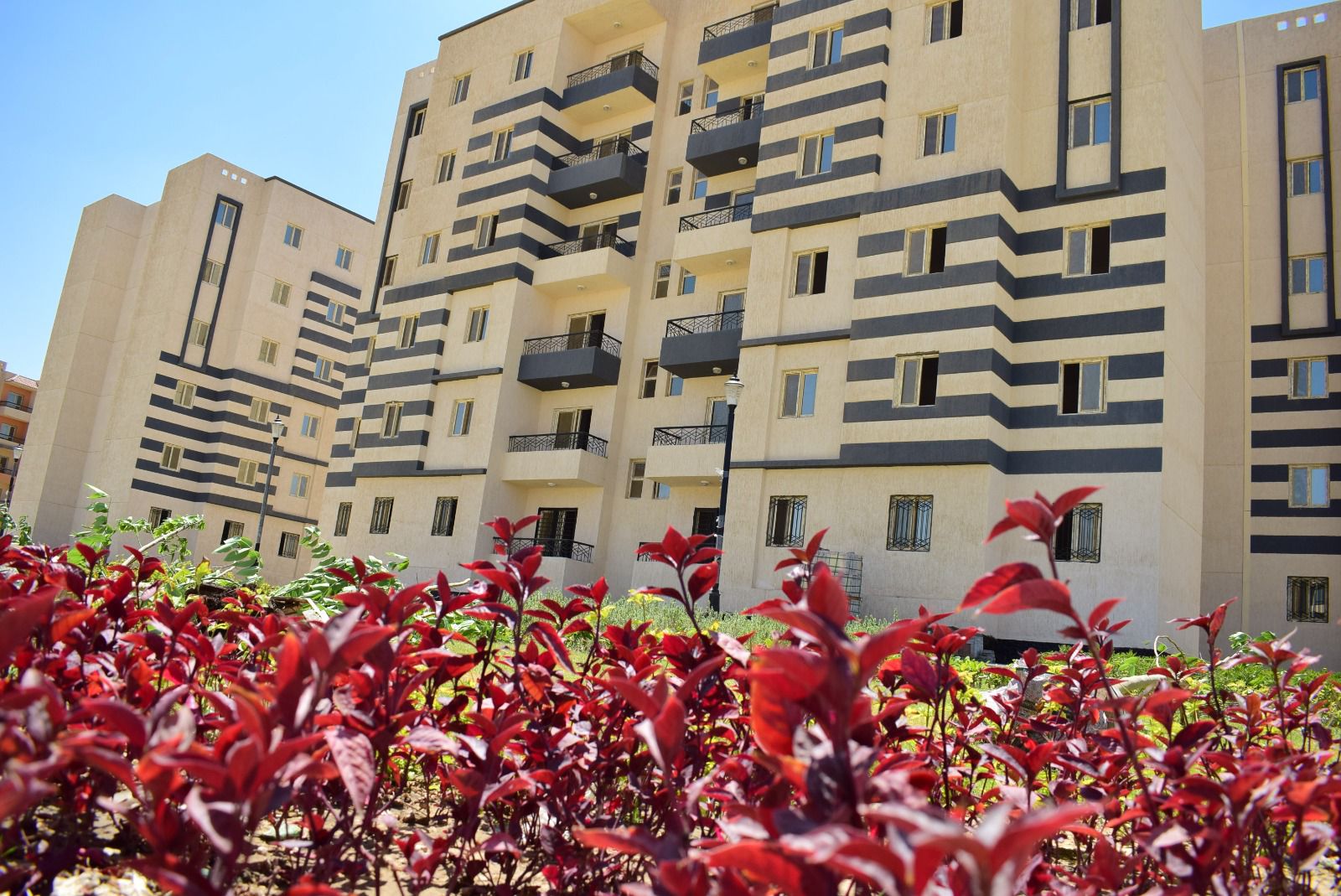 الأعمال الزراعية بالمرحلة الخامسة من مشروع إسكان كل المصريين (11)