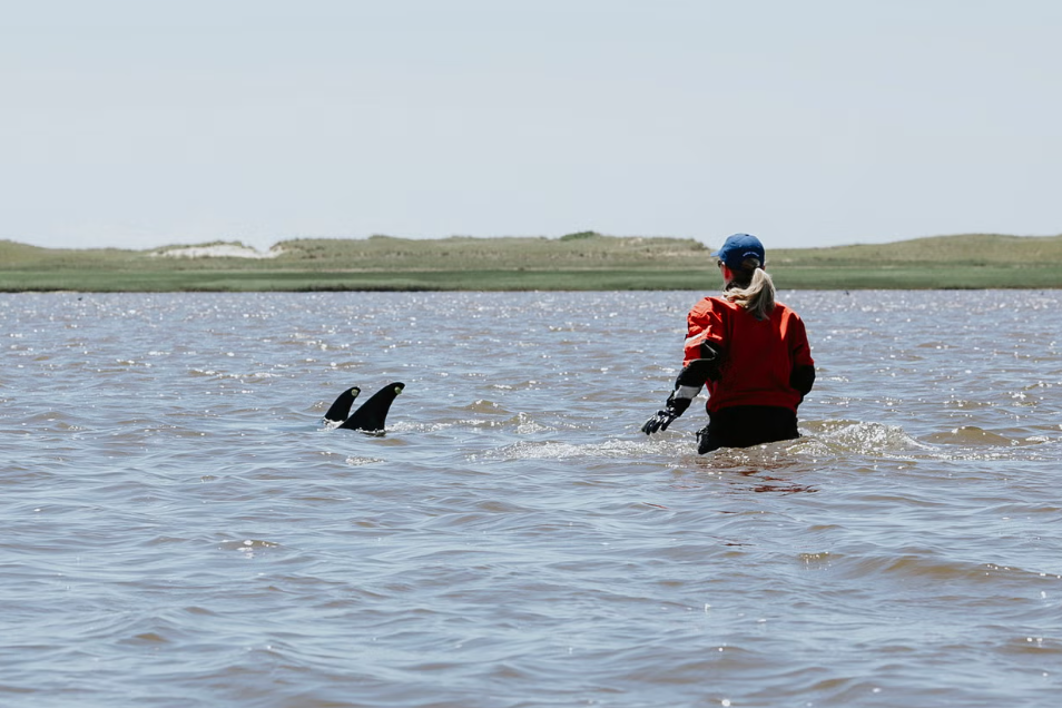 محاولات إنقاذ الدلافين الجانحة من المياه الضحلة بأمريكا