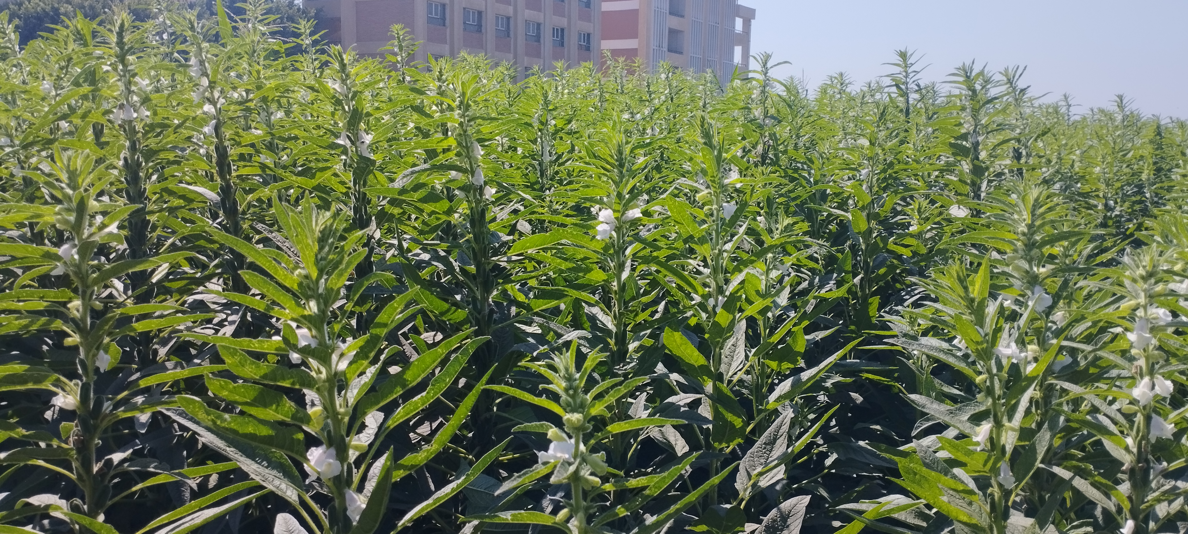 محصول السمسم (4)