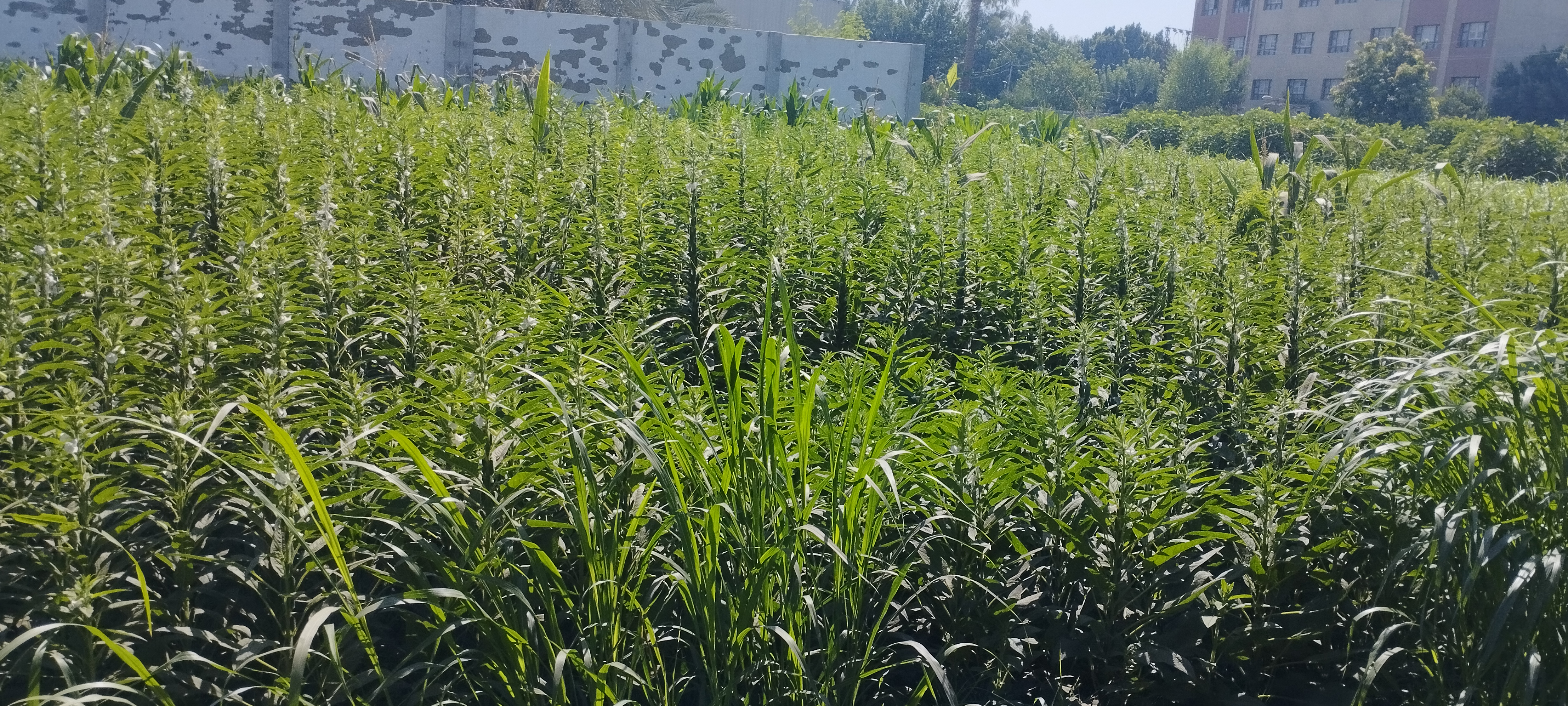 محصول السمسم (1)