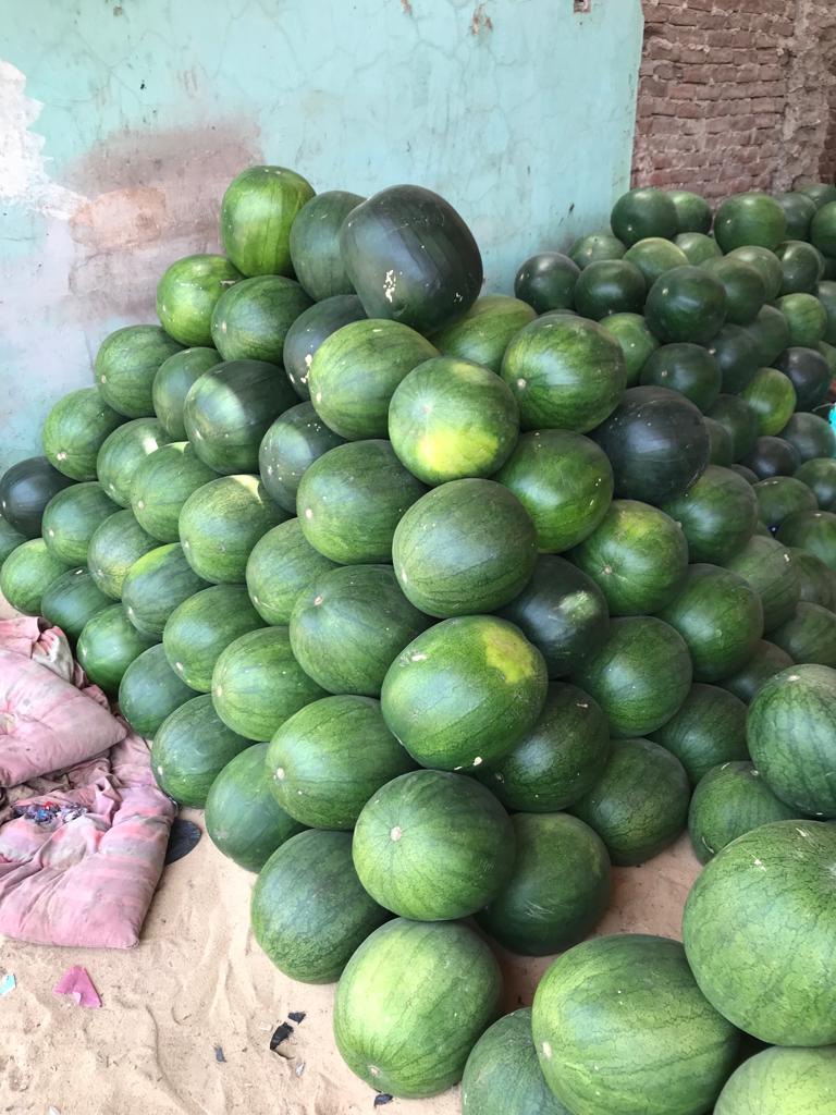 أنواع البطيخ