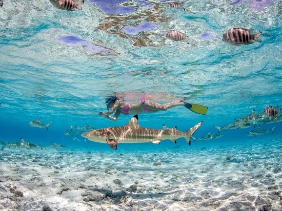 السباحة مع سمك القرش
