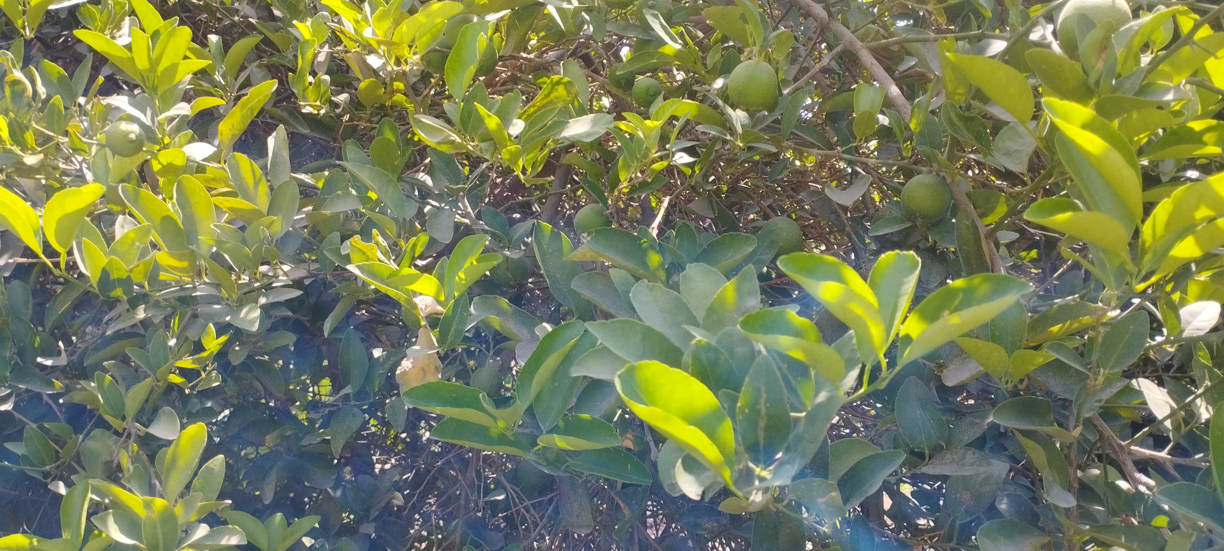 اشجار الليمون تزين مزارع المنيا (6)