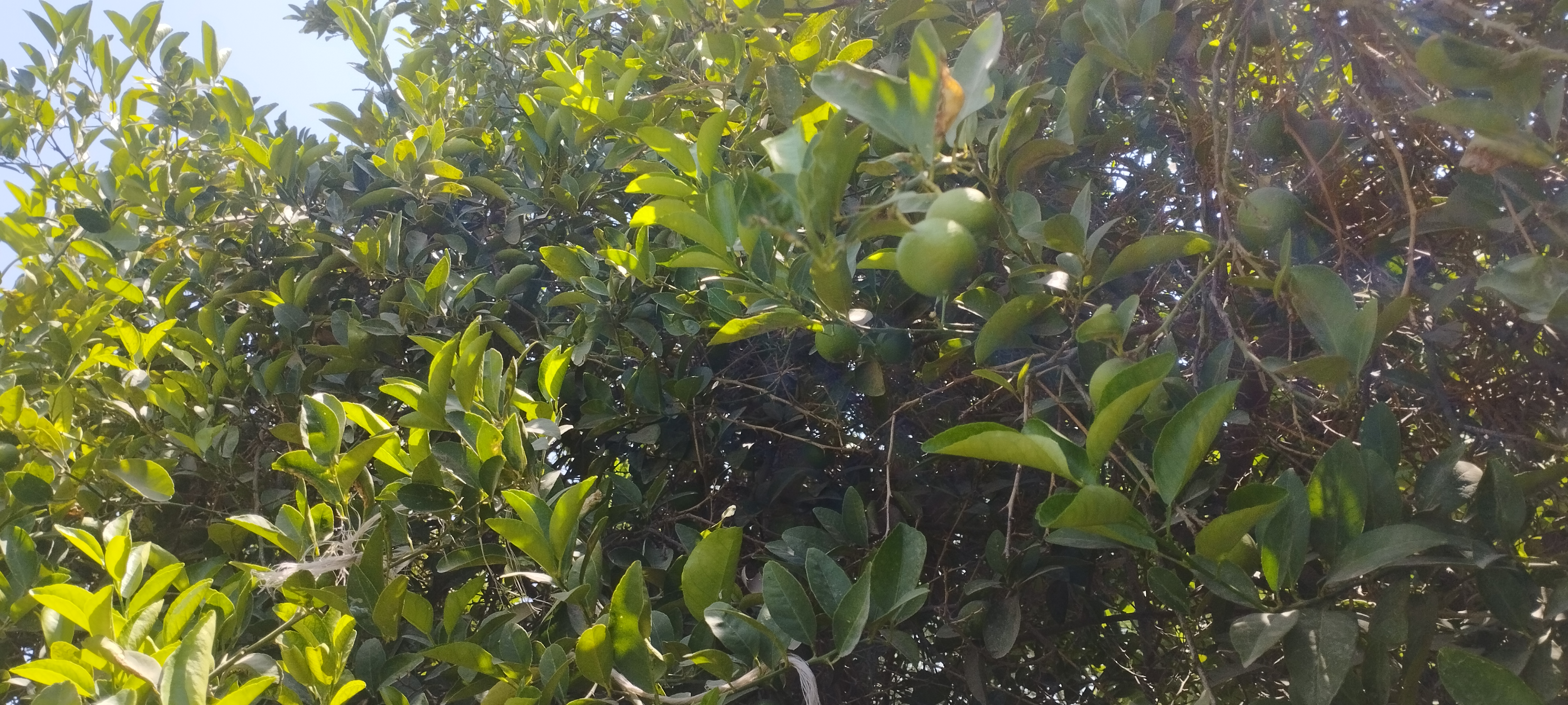 اشجار الليمون تزين مزارع المنيا (4)