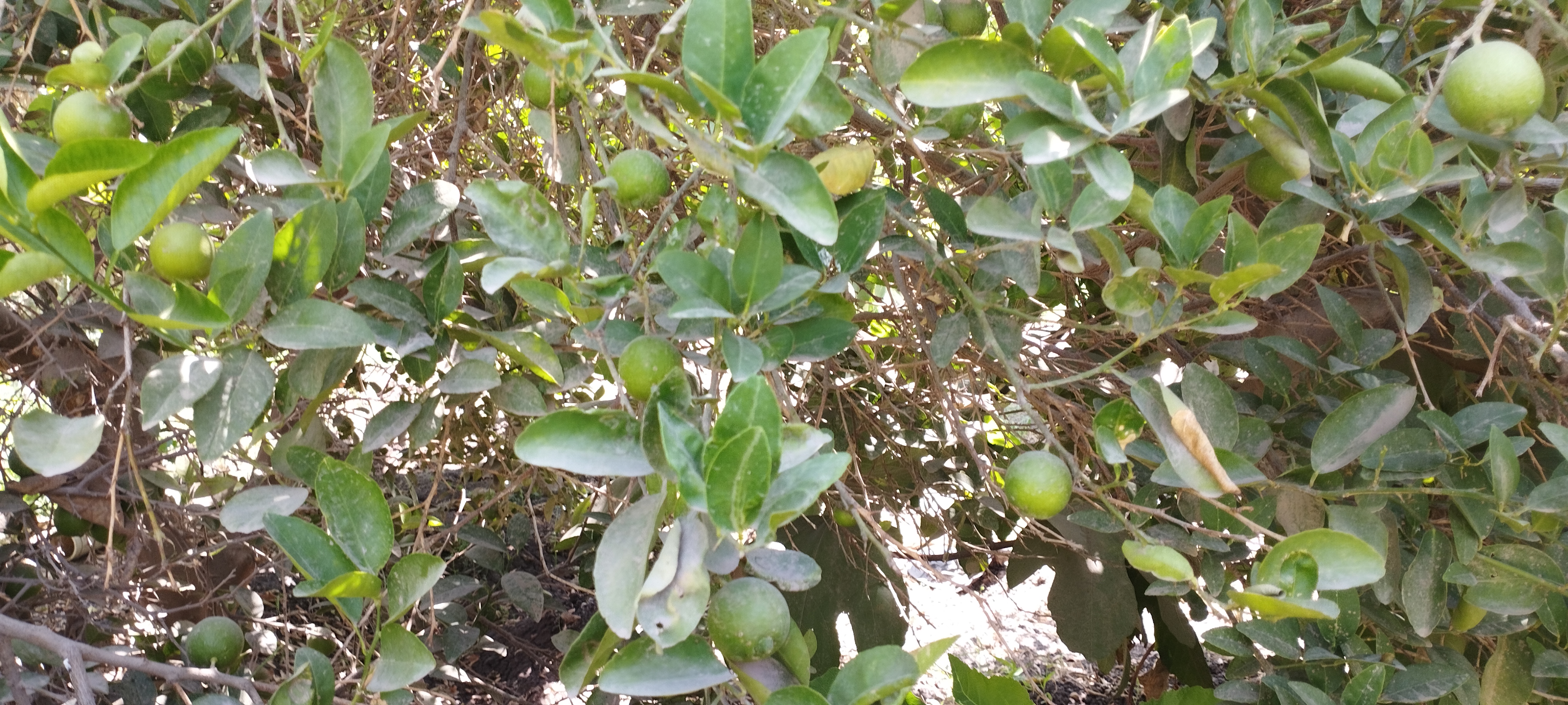 اشجار الليمون تزين مزارع المنيا (3)