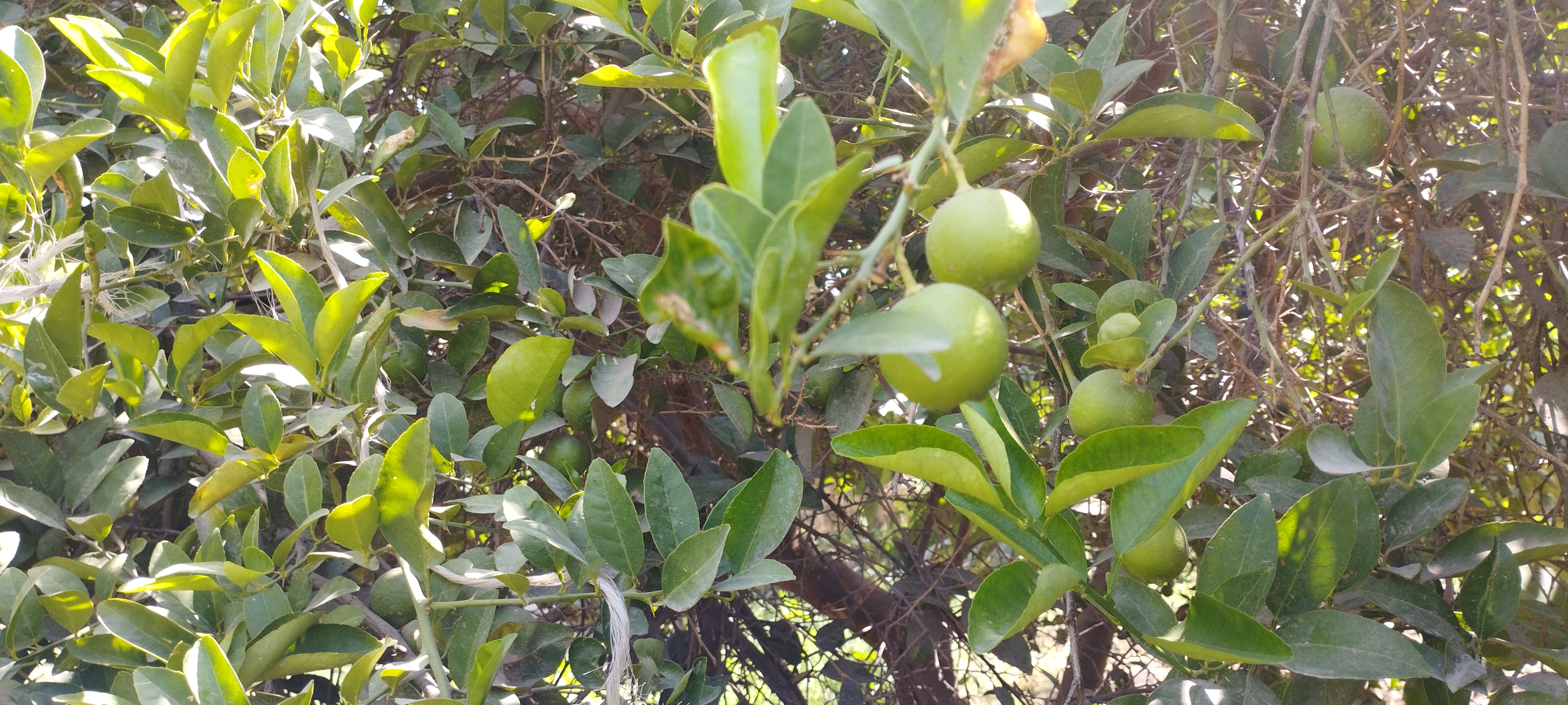 اشجار الليمون تزين مزارع المنيا (1)