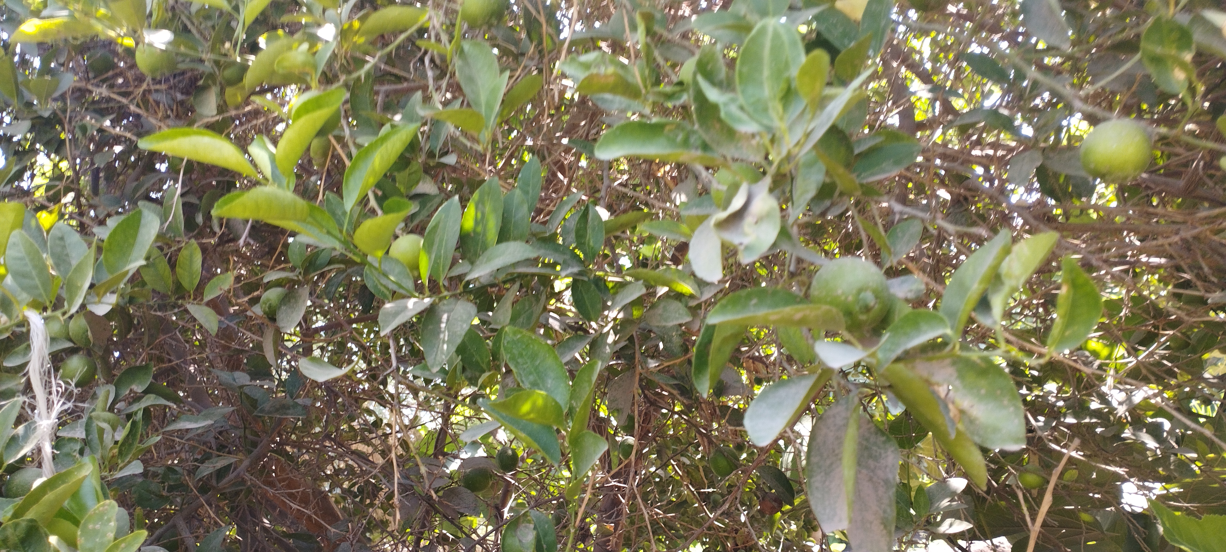 اشجار الليمون تزين مزارع المنيا (5)