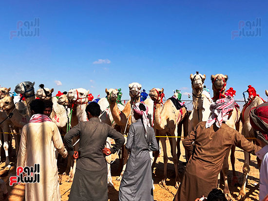 سباق-الهجن-فى-مدينة-العلمين