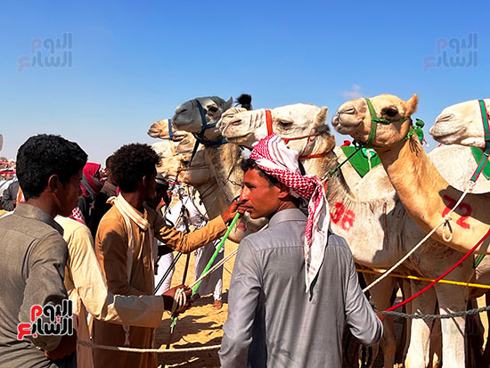 شباب-المحافظات-الصحراوية-يحيون-تراث-تربية-الإبل-في-سباق-الهجن-بالعلمين