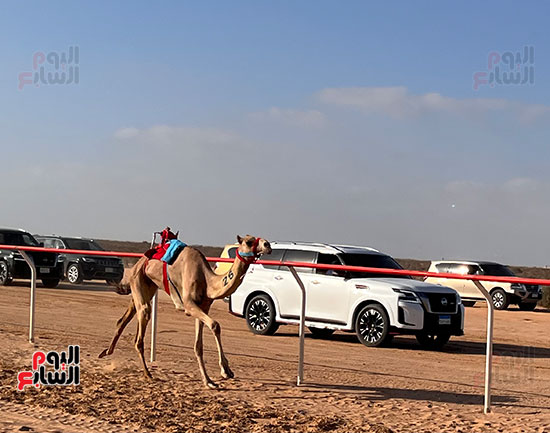 مهرجان-سباق-الهجن