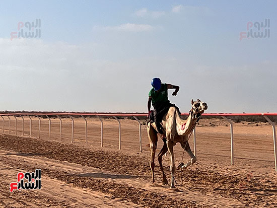 سباق-الهجن-في-العلمين