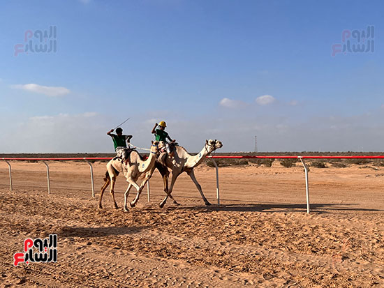 مهرجان-سباق-الهجن-في-العلمين