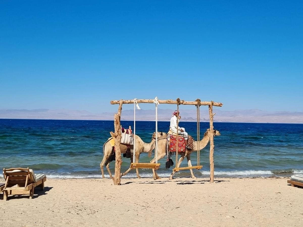 ركوب الجمال