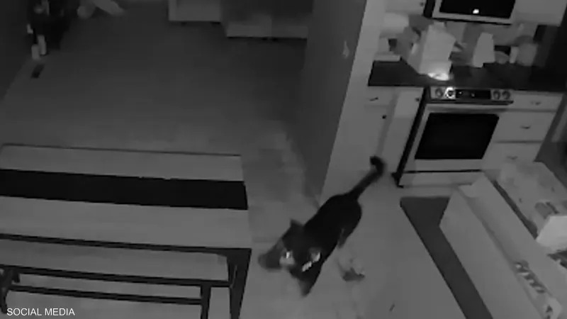 كلب يشعل حريق في المنزل كلب يشعل حريق في المنزل