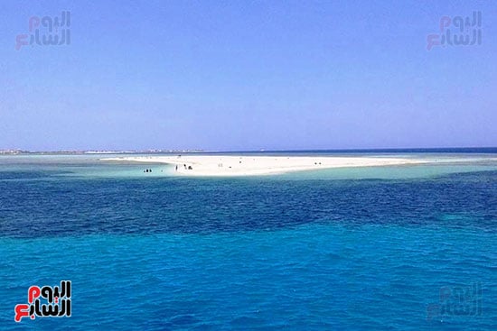 توبيا البيضاء فى البحر الأحمر توبيا البيضاء فى البحر الأحمر