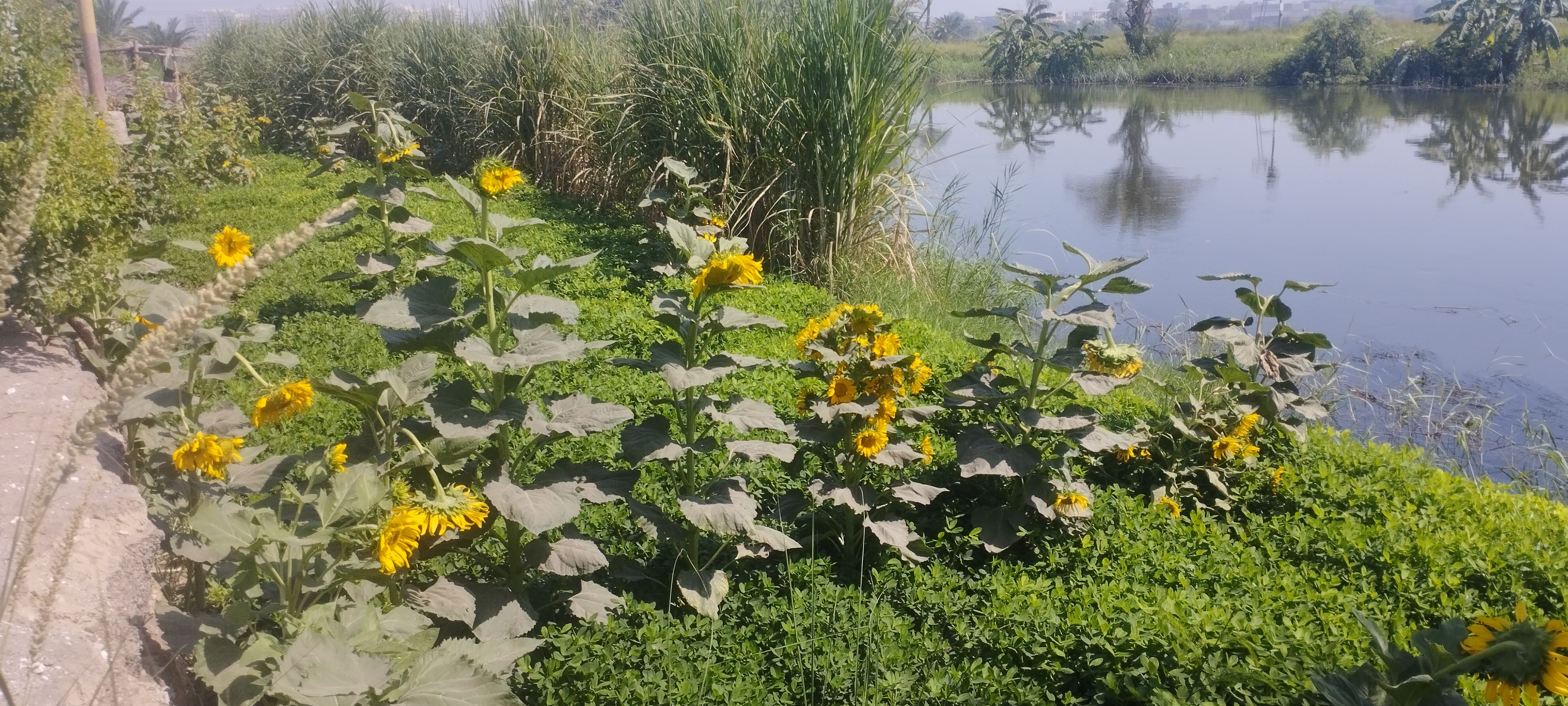 محصول عباد الشمس بالمنيا (2)