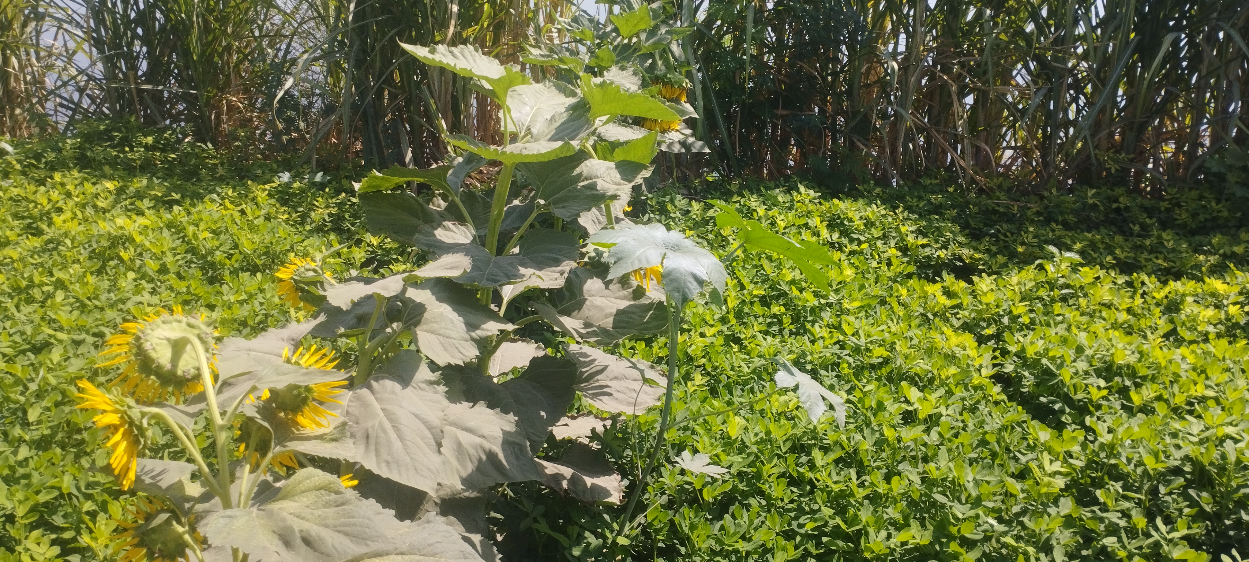 محصول عباد الشمس بالمنيا (3)