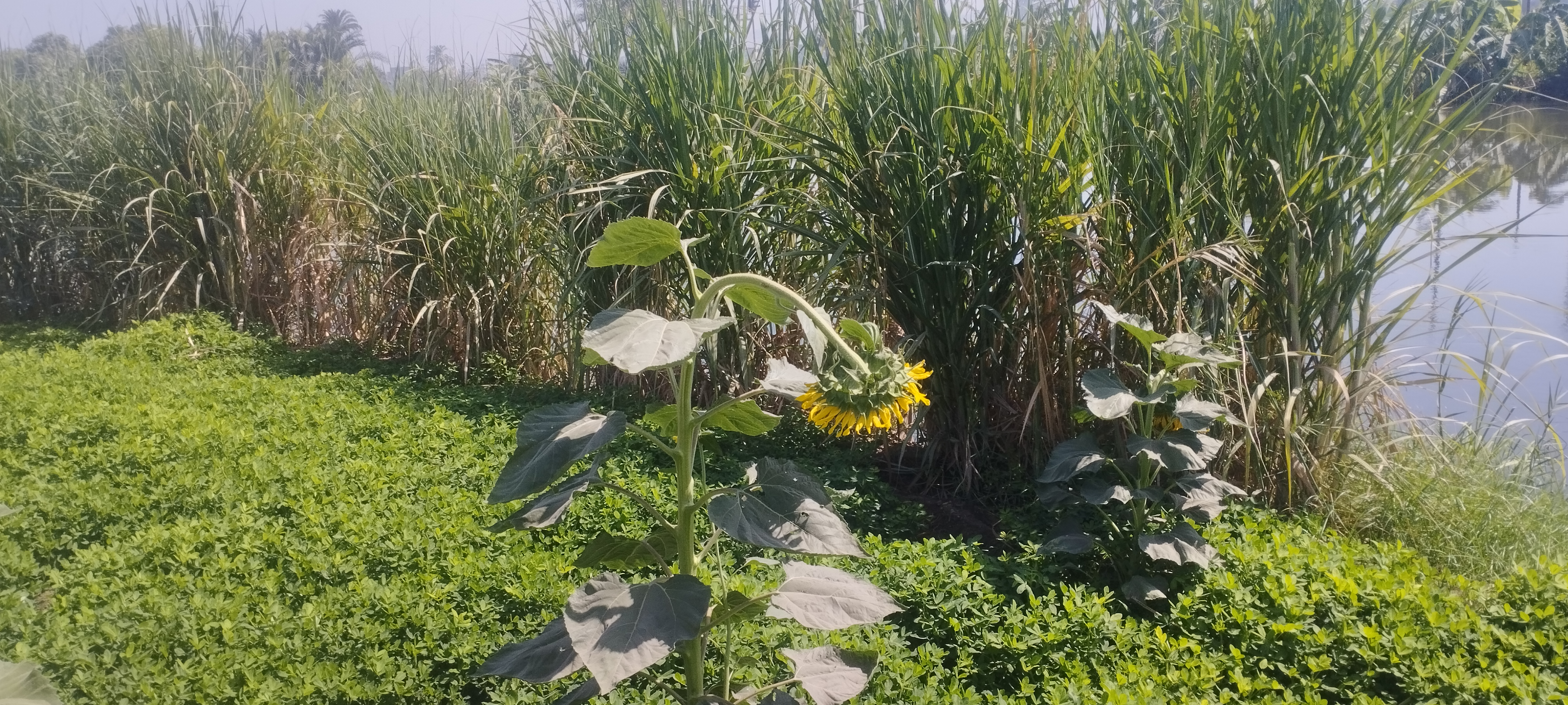 محصول عباد الشمس بالمنيا (4)