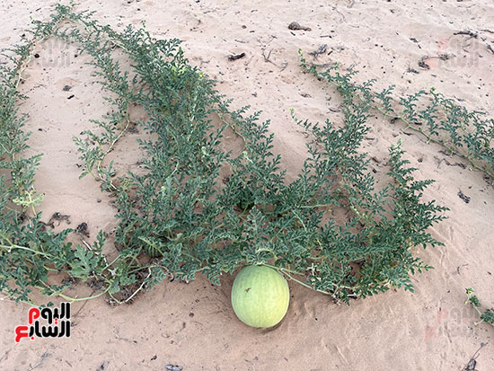 البطيخ-الصيفى-بشمال-سيناء..-ينمو-على-مياه-الأمطار-طبيعياً-بدون-إضافات-كيميائية-(5)