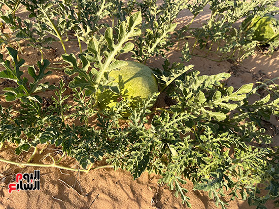 البطيخ-الصيفى-بشمال-سيناء..-ينمو-على-مياه-الأمطار-طبيعياً-بدون-إضافات-كيميائية-(1)