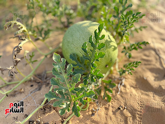 البطيخ-الصيفى-بشمال-سيناء..-ينمو-على-مياه-الأمطار-طبيعياً-بدون-إضافات-كيميائية-(6)