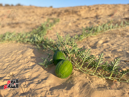 البطيخ-الصيفى-بشمال-سيناء..-ينمو-على-مياه-الأمطار-طبيعياً-بدون-إضافات-كيميائية-(4)