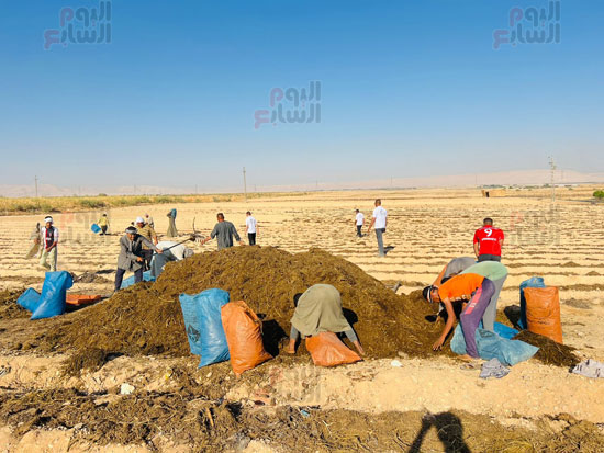 عمل-يومى-فى-استصلاح-الظهير-الصحراوى