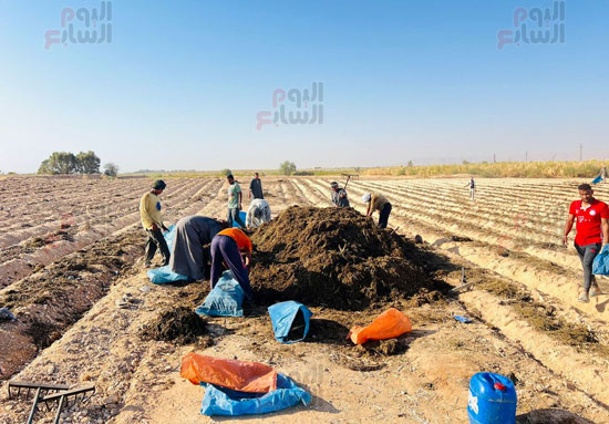 جانب-من-العمل-الجاد-فى-استصلاح-الظهير-الصحراوى