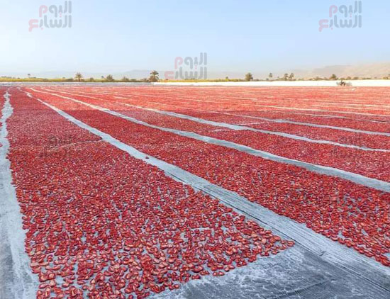 مناشر-الطماطم-الأبرز-فى-الموسم-الشتوى-كل-عام-بالأقصر