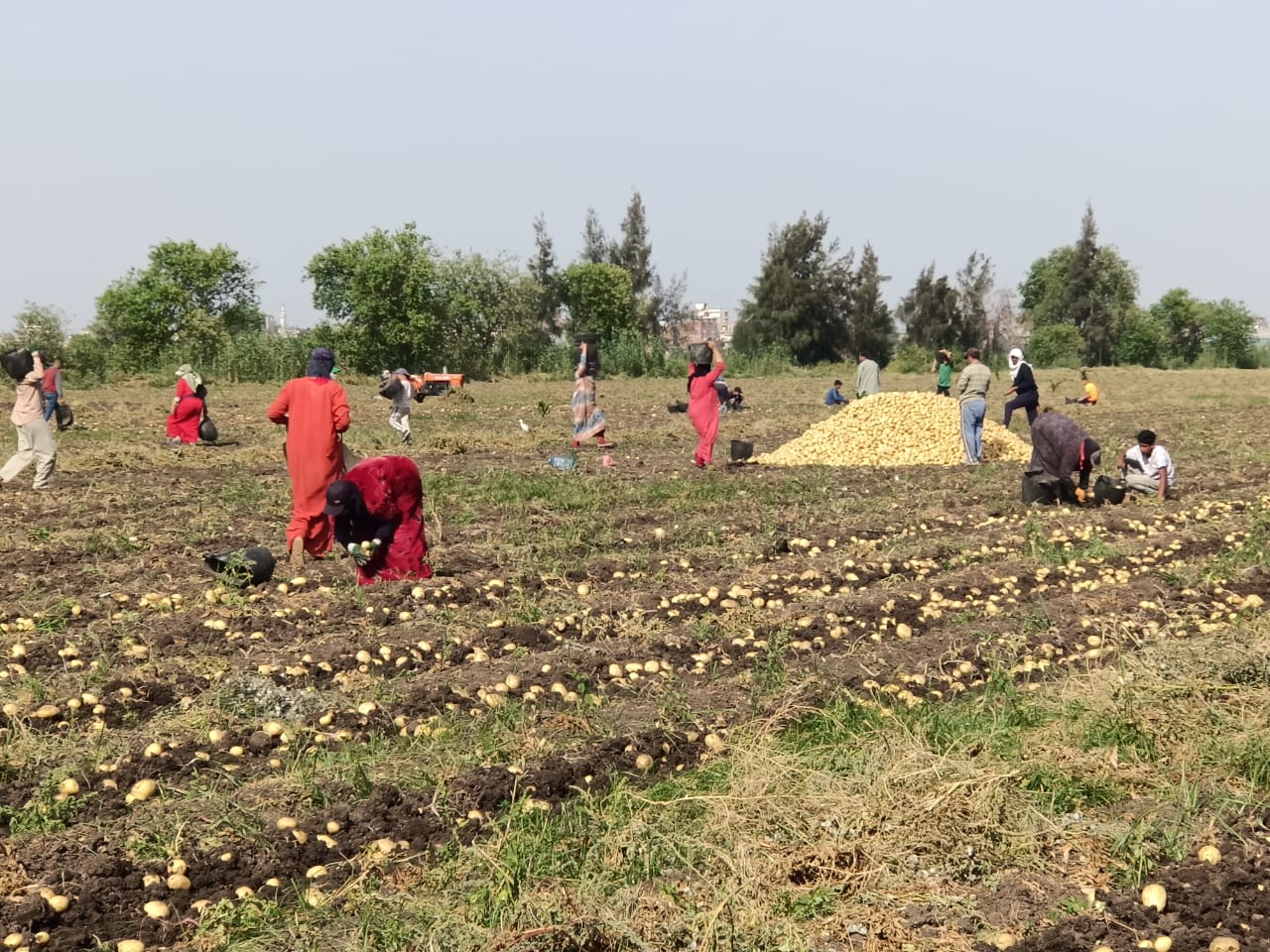 العمال داخل أراضي البطاطس بالدقهلية