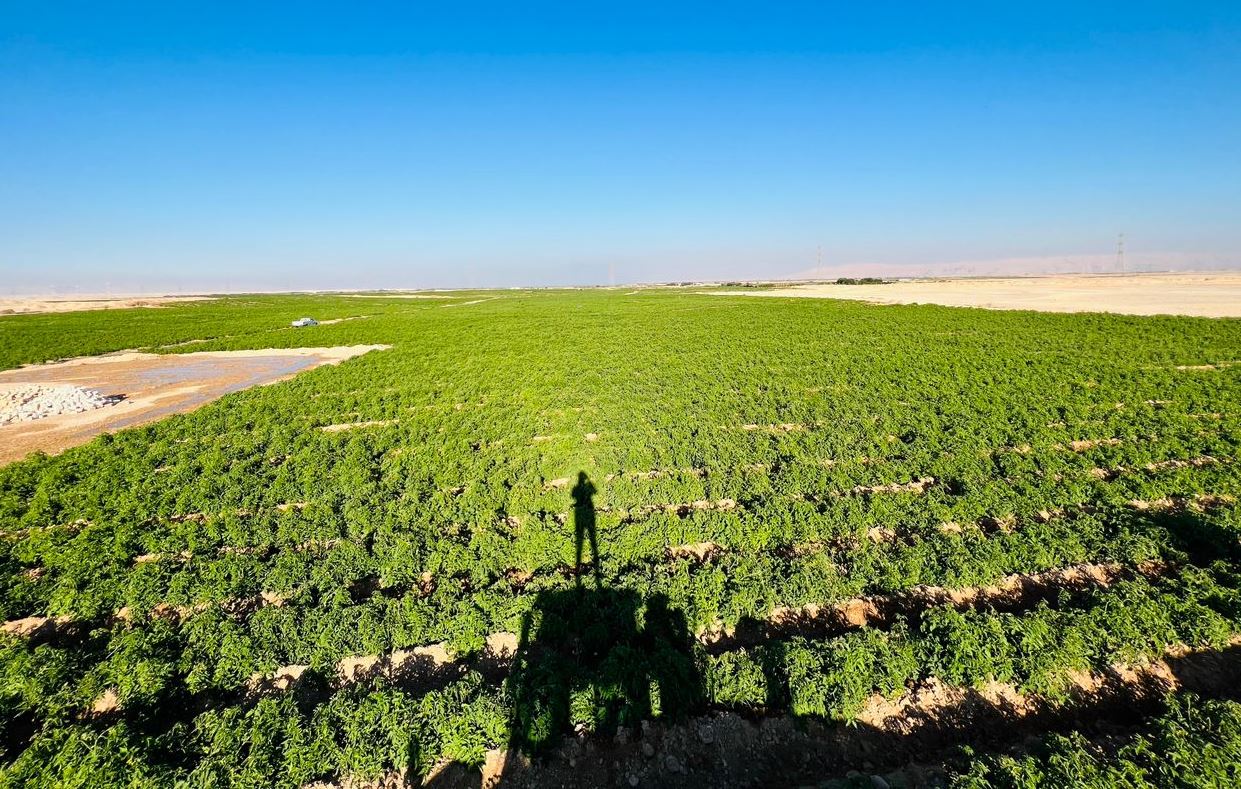 الصحراء الغربية بالأقصر تتحول للون الأخضر بالمشروعات الزراعية