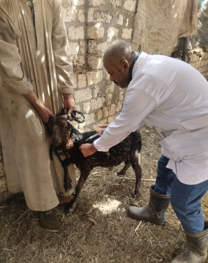 جانب من تطعيم الثروة الحيوانية بالاقصر جانب من تطعيم الثروة الحيوانية بالاقصر
