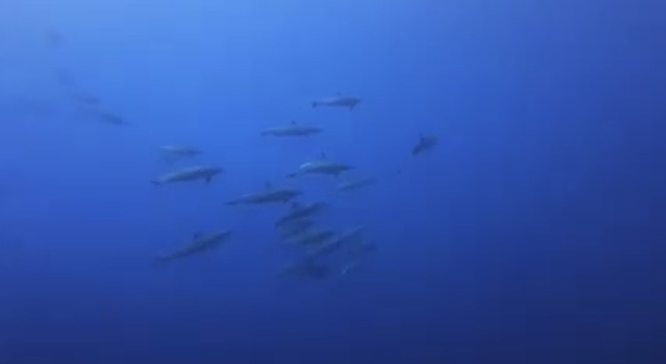 كائنات بحرية