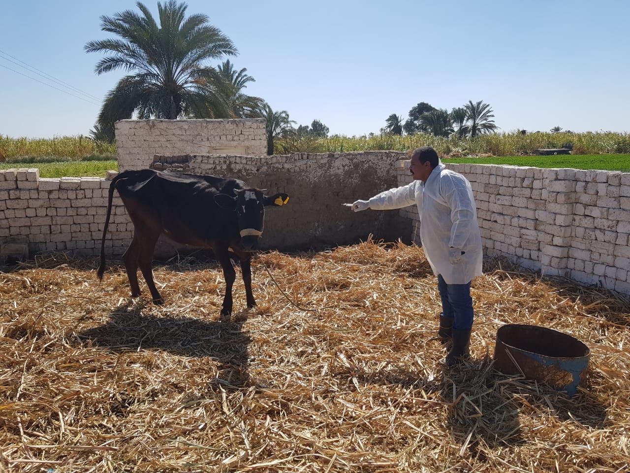 العمل فى حملات تحصين الماشية بالأقصر