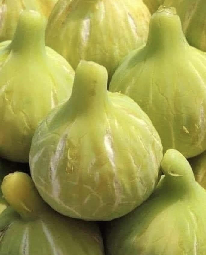 حصاد التين السينائي حصاد التين السينائي