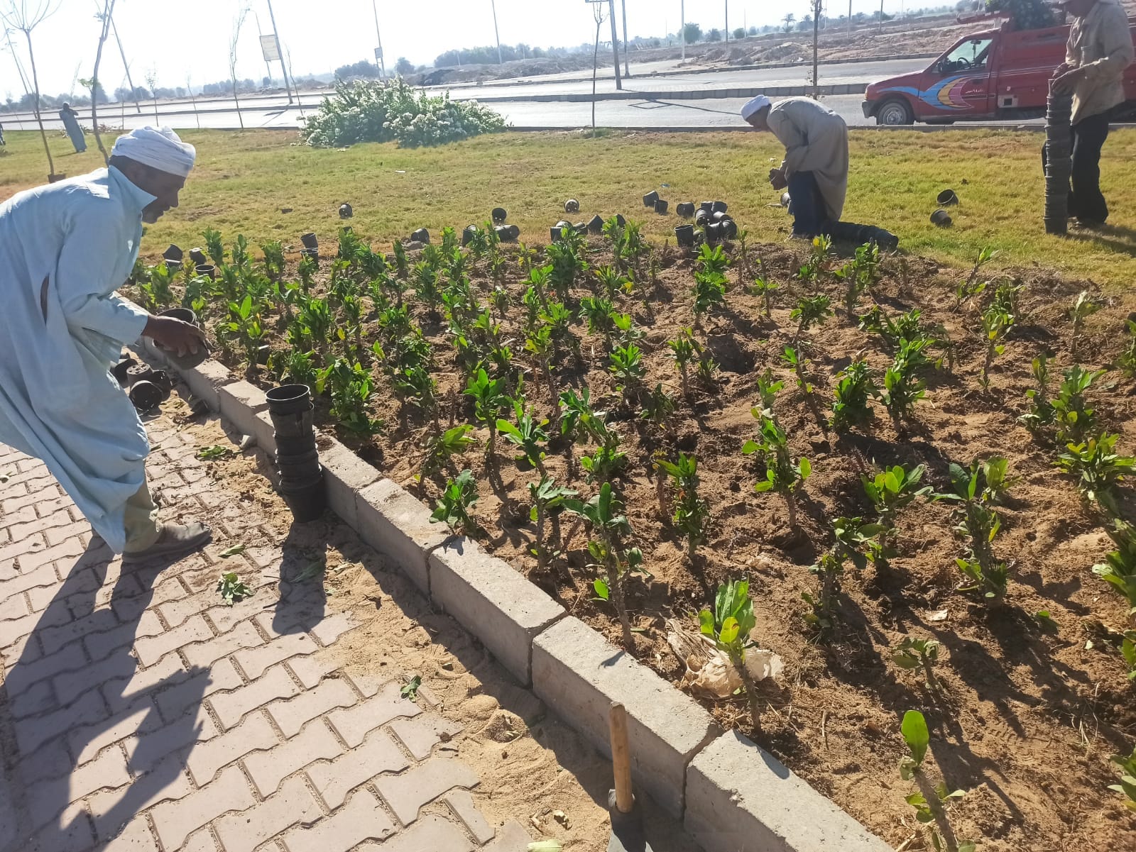 زراعة المدينة وتزين الشوراع