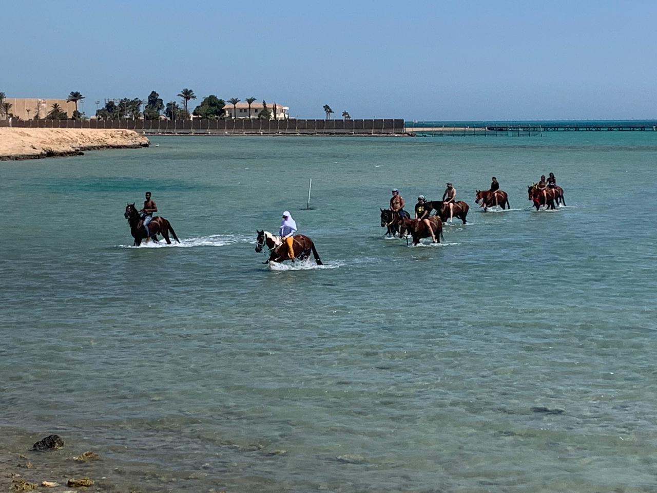 رحلات الخيول بالبحر الأحمر 