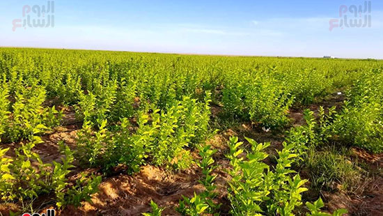 شجرة التوت الهندي في الوادي الجديد