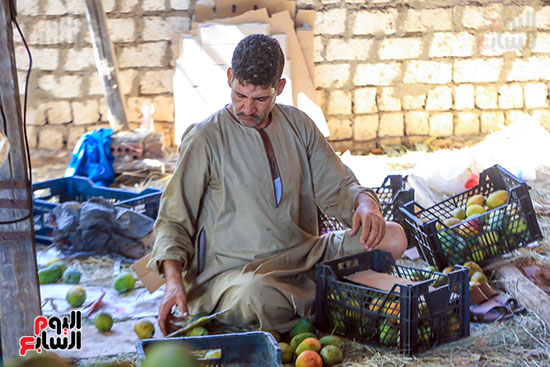 تنقية المانجو تنقية المانجو