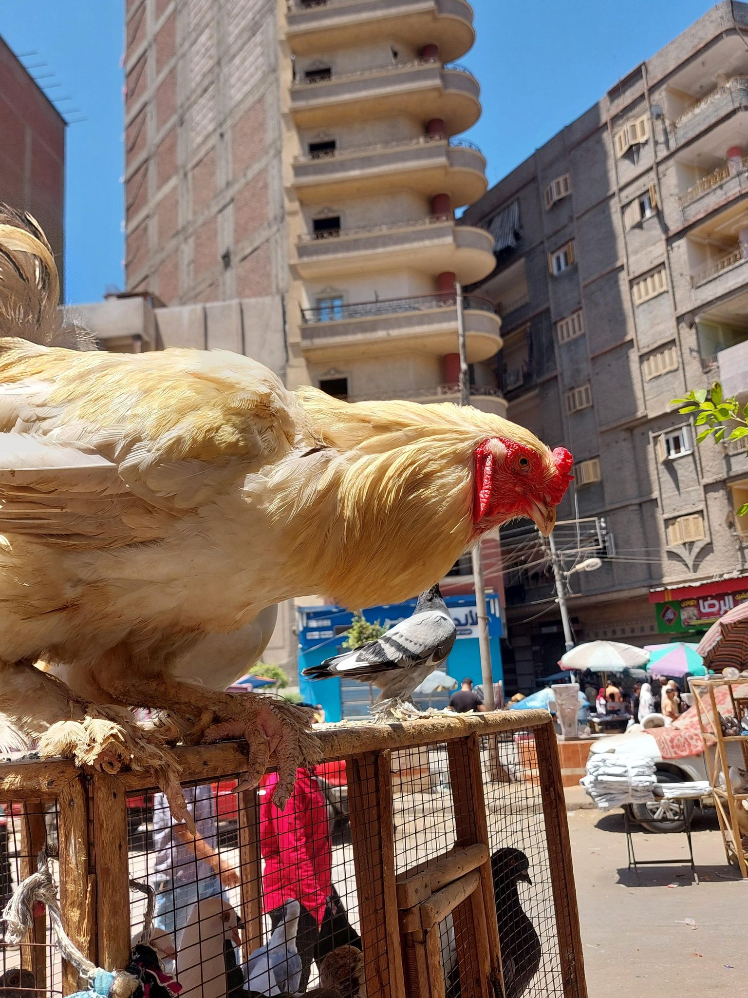 فرخة براهما لونها ذهبي