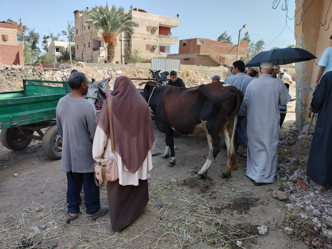 قافلة بيطرية بقرية بكفر الشيخ