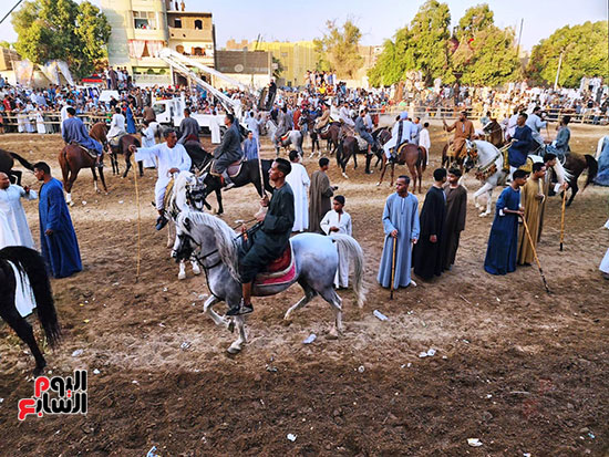 مسيرات-بالجمال-وسباق-بالخيل-في-احتفالات-الليلة-الختامية-للمولد-النبوى-بالأقصر