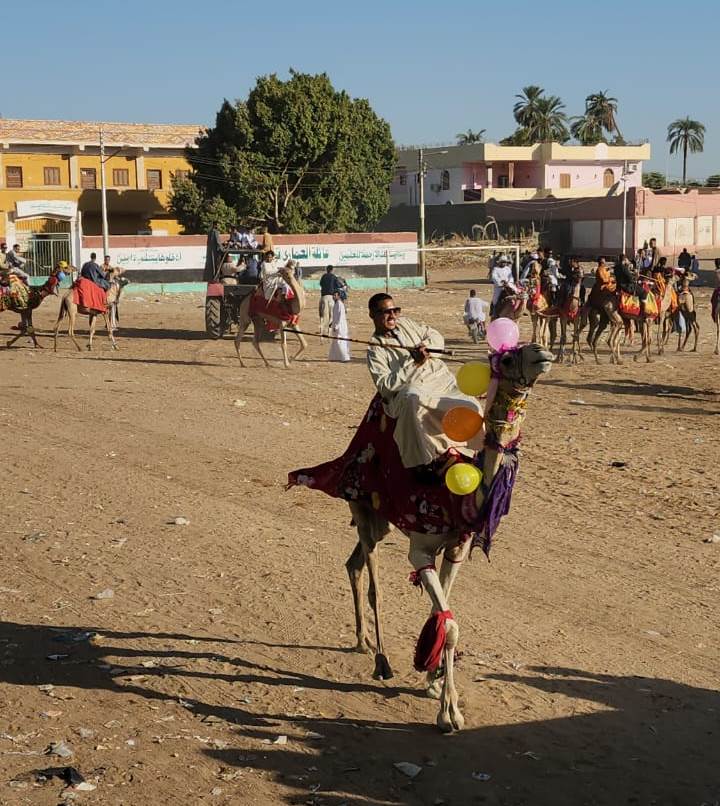 فرحة المولد على الجمال فى مسيرات الأقصر