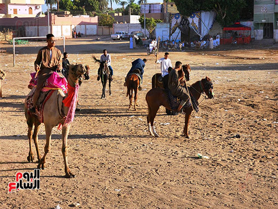 فرحة-الشباب-الجمال-والخيول-فى-دورة-المولد