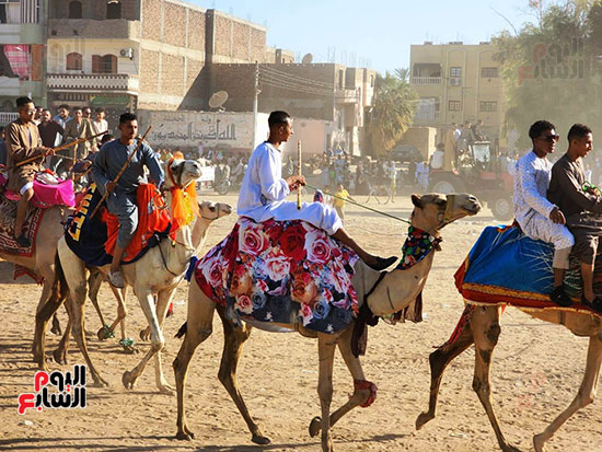 فرحة-المولد-بمشاركة-الجمال-فى-الأقصر