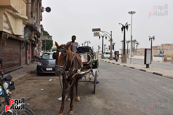 العربات التي تجرها الخيول هي أبرز الرحلات السياحية في الأقصر العربات التي تجرها الخيول هي أبرز الرحلات السياحية في الأقصر