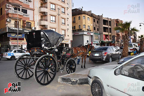 العربات التي تجرها الخيول تشكل سحرًا خاصًا للسياح في الأقصر العربات التي تجرها الخيول تشكل سحرًا خاصًا للسياح في الأقصر